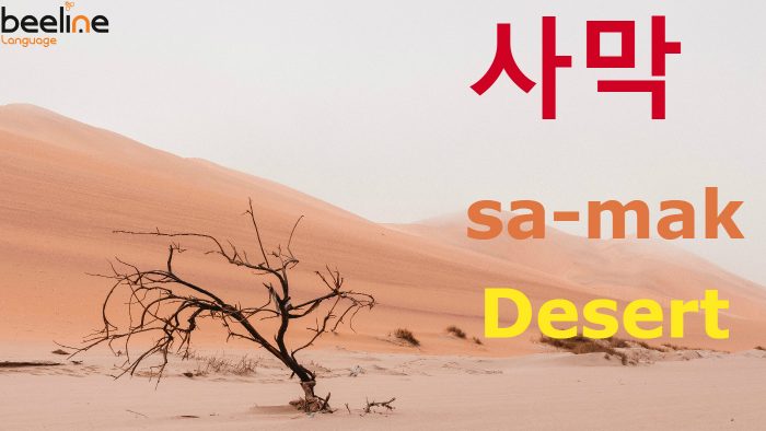 desert in Korean